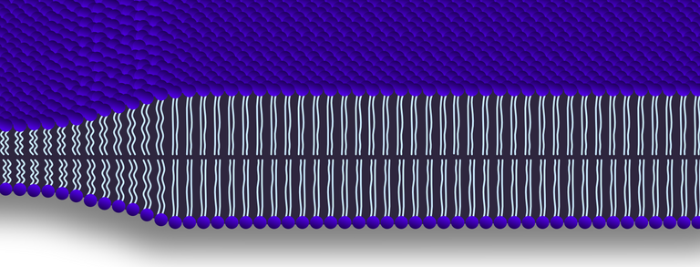 POEM Banner, der eine Lipiddoppelschicht zeigt